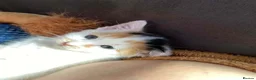 Mixed Breed cats for sale: Kitten for sale  - Advert 5