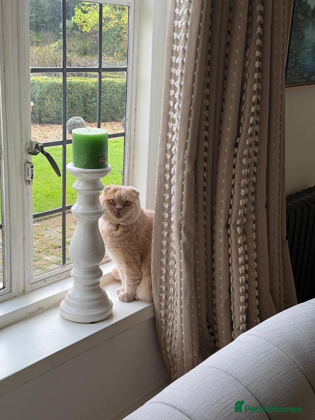 Scottish Fold cats for sale: Two gorgeous cats  - Advert 4