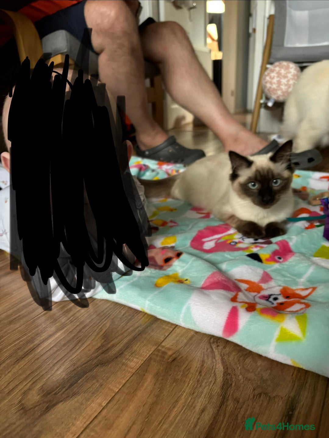 Ragdoll cats for sale: Sealpoint ragdoll  - Advert 1