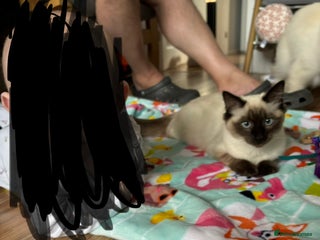 Ragdoll cats Sealpoint ragdoll - Advert 1