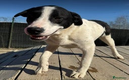 Mixed Breed dogs for adoption: LUCA – TWO YEARS WAITING FOR SOMEONE TO CARE 🐾 - Image 6