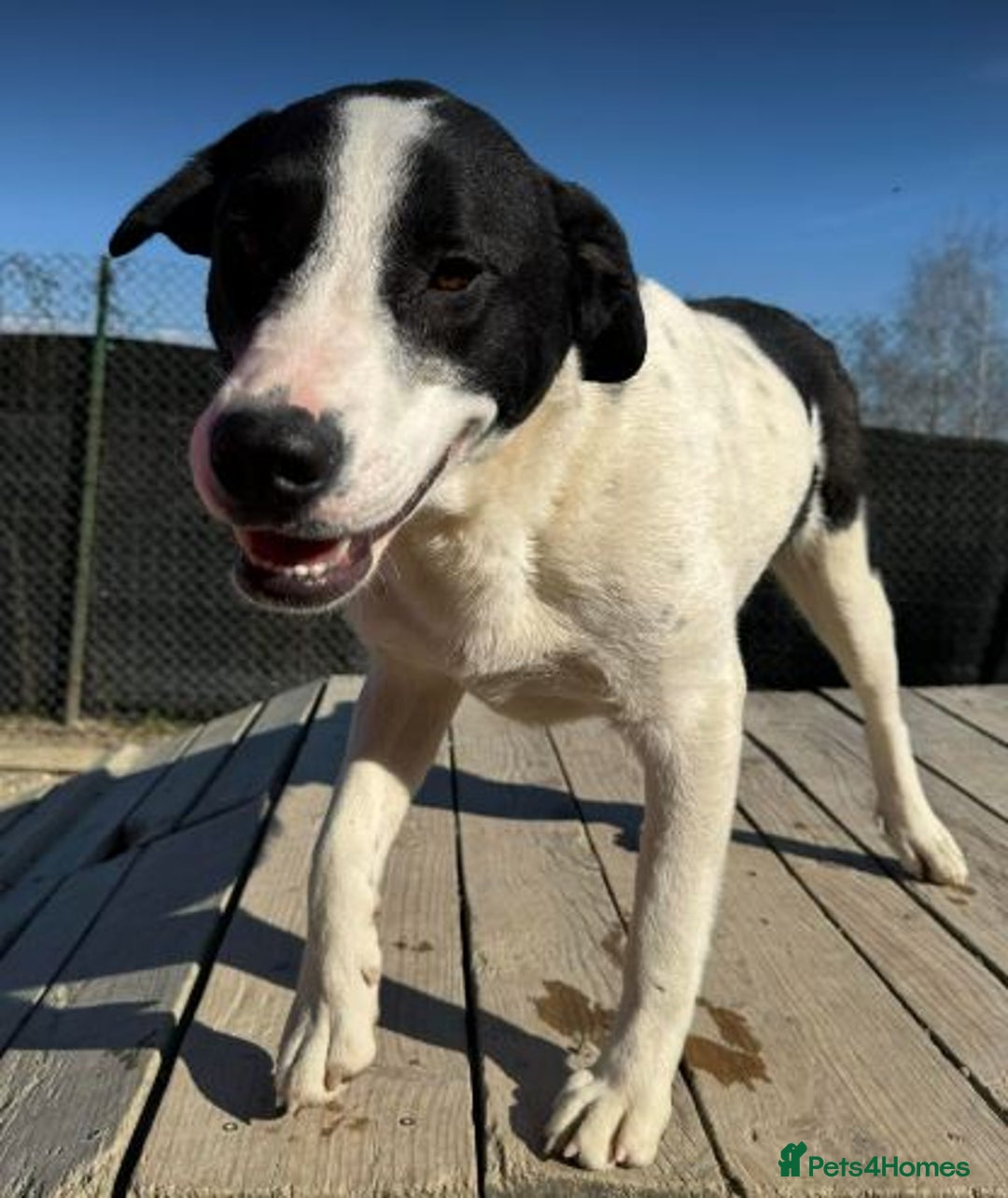 Mixed Breed dogs for adoption: LUCA – TWO YEARS WAITING FOR SOMEONE TO CARE 🐾 - Image 6