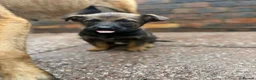 Mixed Breed dogs for sale: Loving puppies ready to leave  in Stoke-on-Trent - Advert 6