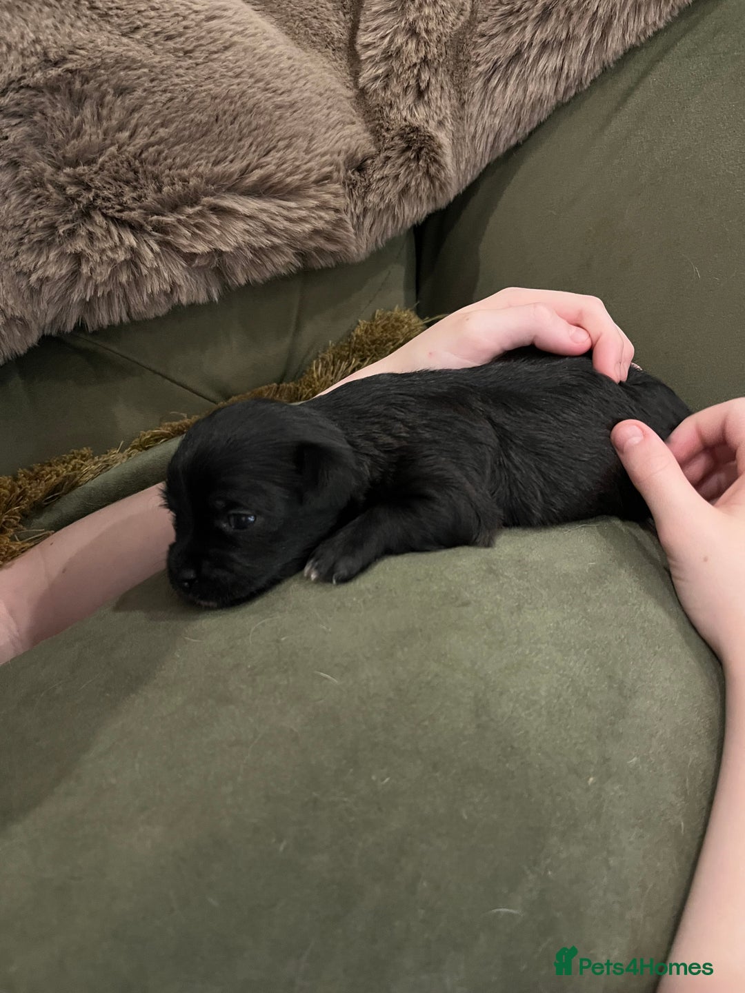 Mixed Breed dogs for sale: Malchi pups available  - Advert 17