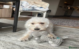 Cockapoo dogs for sale: Poodle mixed dog - Image 16