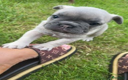 French Bulldog dogs for sale: French bulldog puppies  - Image 11
