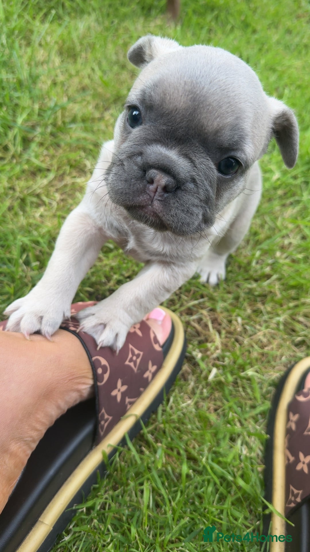 French Bulldog dogs for sale: French bulldog puppies  - Image 11
