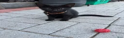Mixed Breed cats for sale: Kittens for sale in Swansea - Advert 4