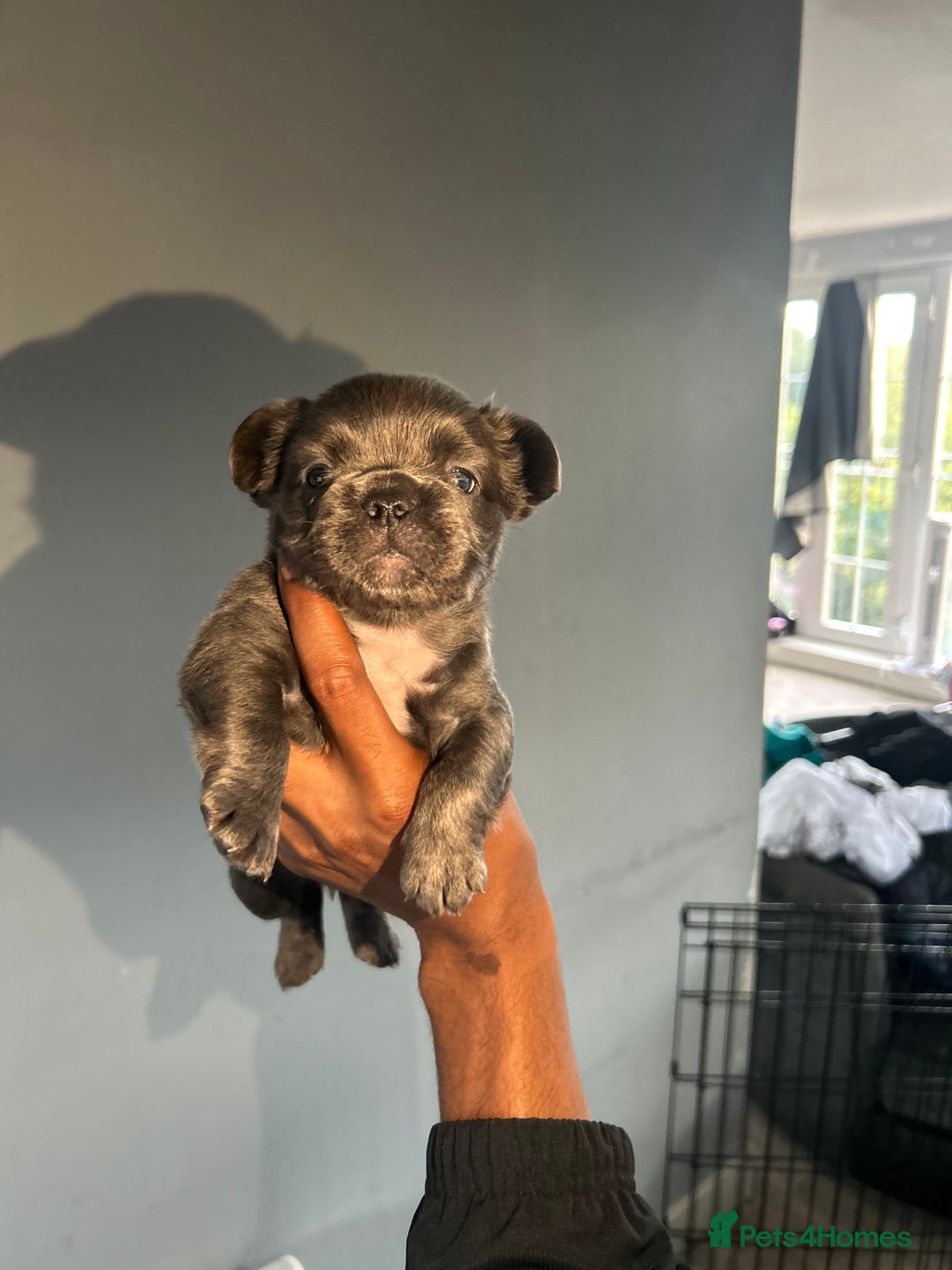 French Bulldog dogs for sale: Two, 10 Week Fluffy French Bulldogs  - Advert 20
