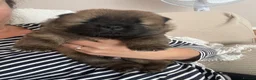 Chow Chow dogs for sale: OUTSTANDING CHOW CHOW PUPS - Advert 6