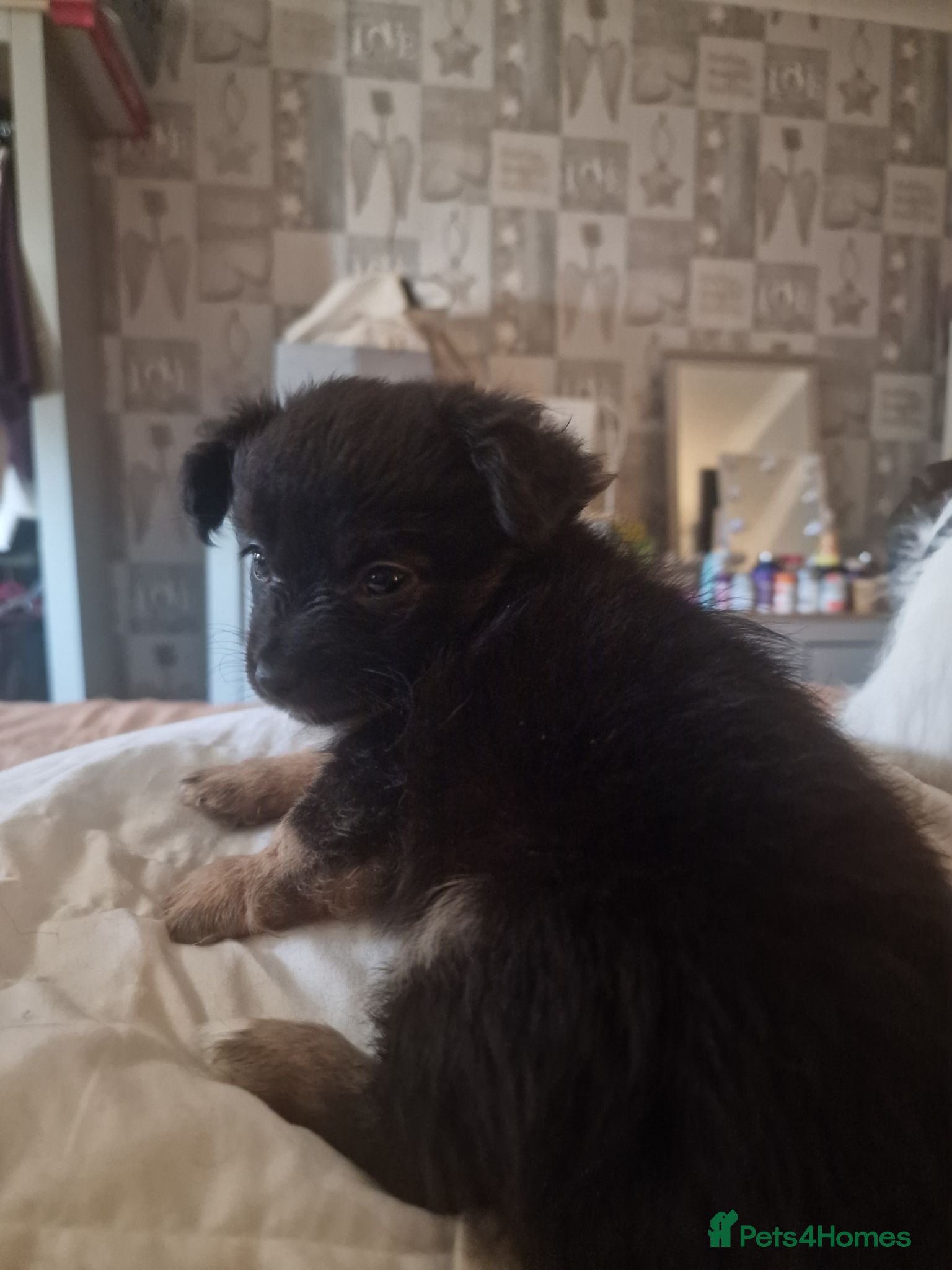 Jack Chi dogs Beautiful Jack Chi Puppies – Ready Now – £650 - Advert 2