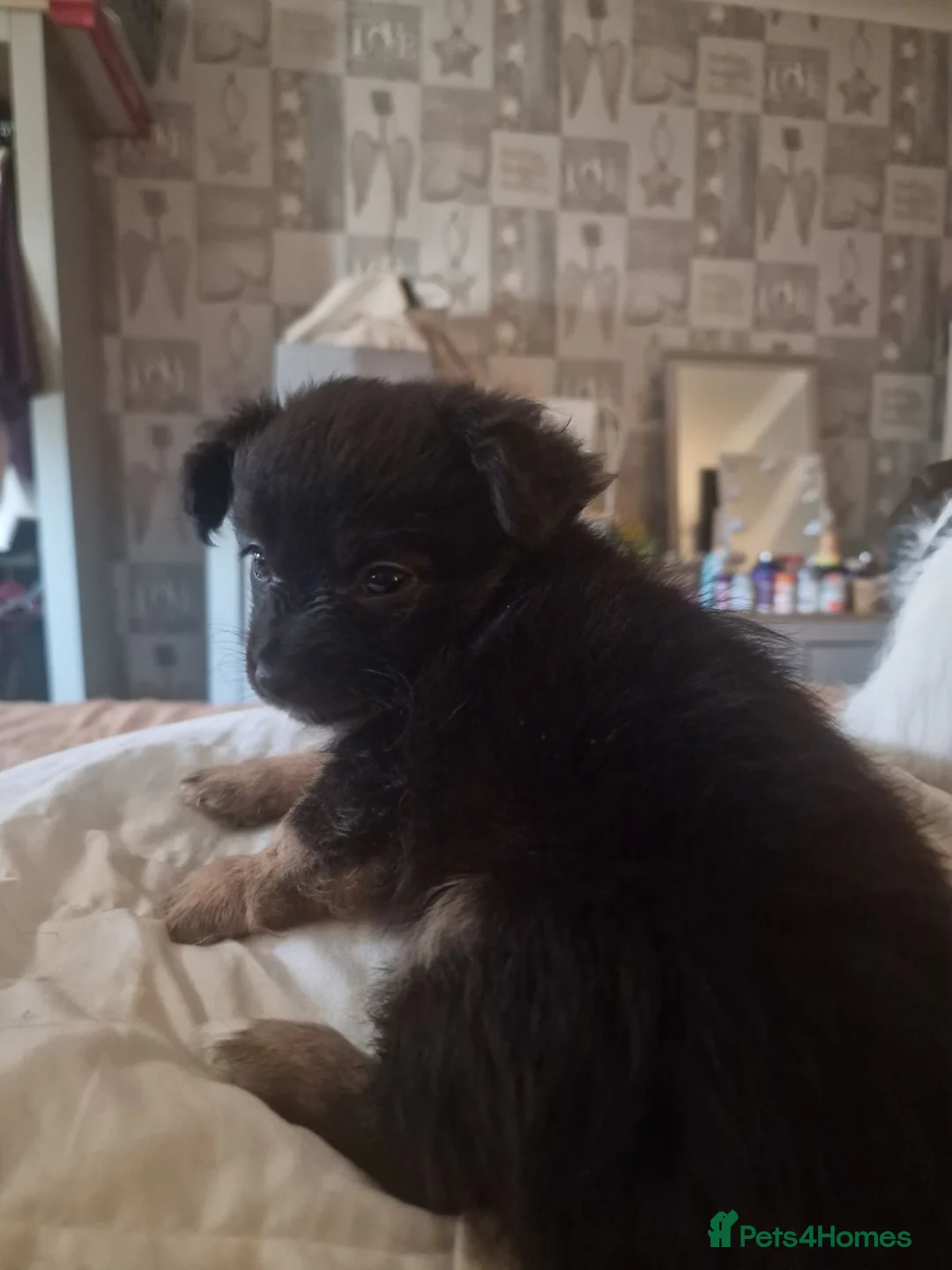 Jack Chi dogs for sale: Beautiful Jack Chi Puppies – Ready Now – £650 in Rickmansworth - Advert 2