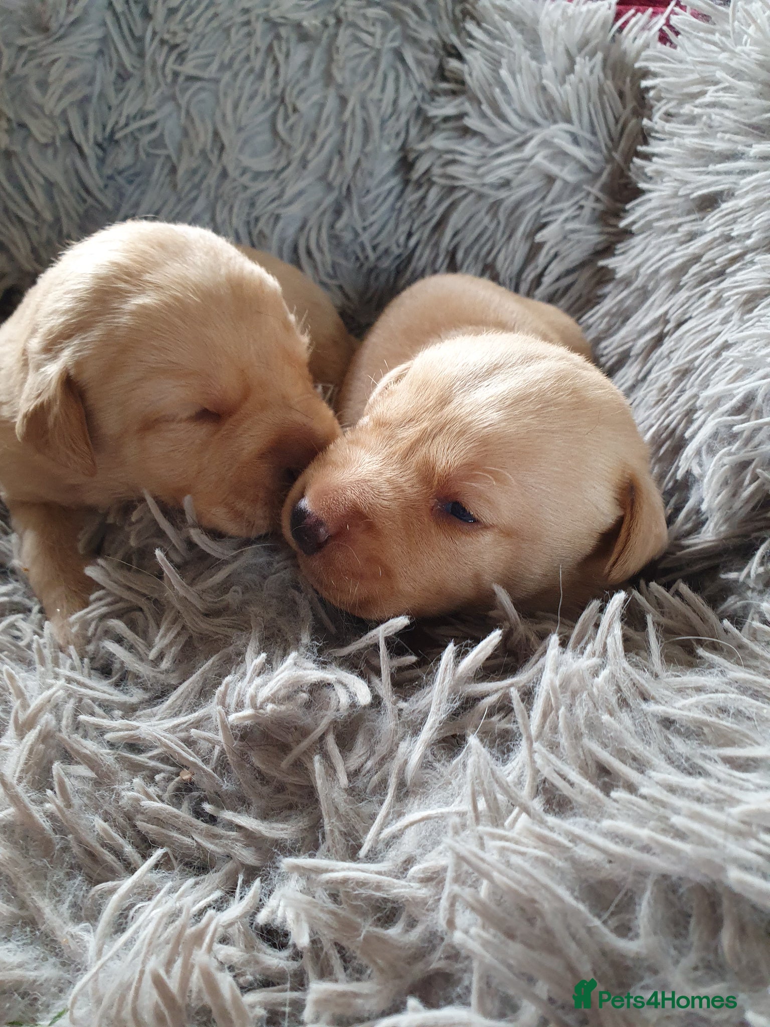 Labrador Retriever dogs Labrador puppies - Advert 17