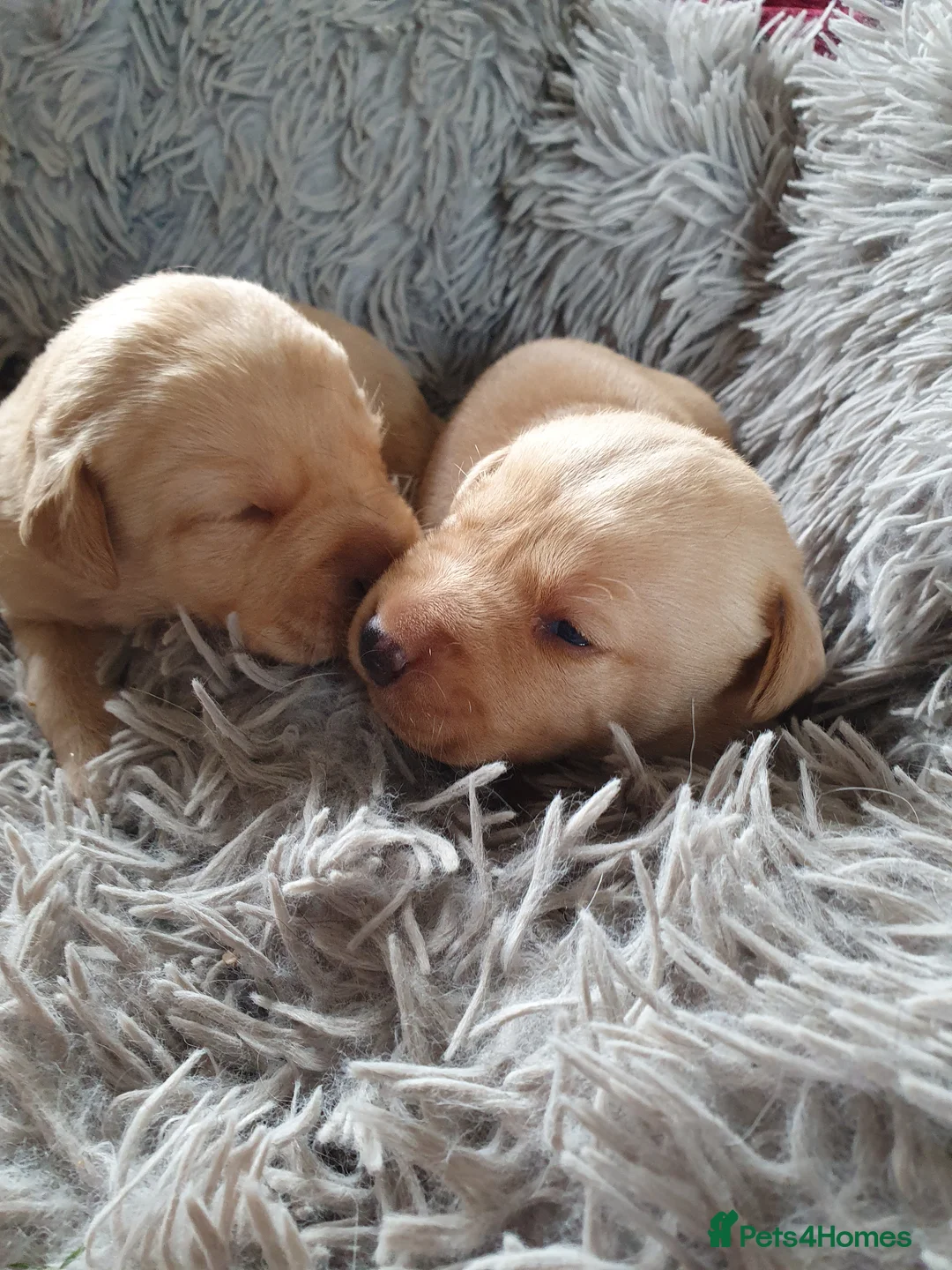 Labrador Retriever dogs for sale: Labrador puppies - Advert 1