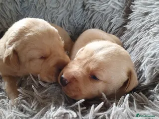 Labrador Retriever dogs Labrador puppies - Advert 1