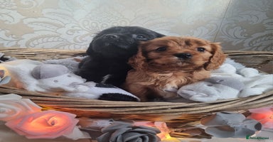Mixed Breed dogs - Advert 8