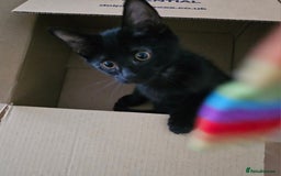 Bengal cats for sale: Elven Bengals - Image 11