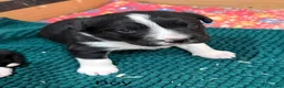 Sprollie dogs for sale: Sprollie puppies from experienced breeder  - Advert 1