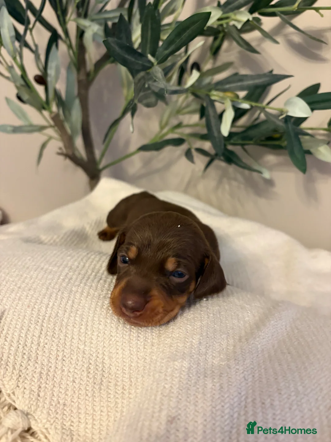 Miniature Dachshund dogs for sale: Miniature dachshund puppies  - Advert 2