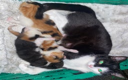 Domestic Shorthair cats for sale: Three beautiful kittens - Image 3