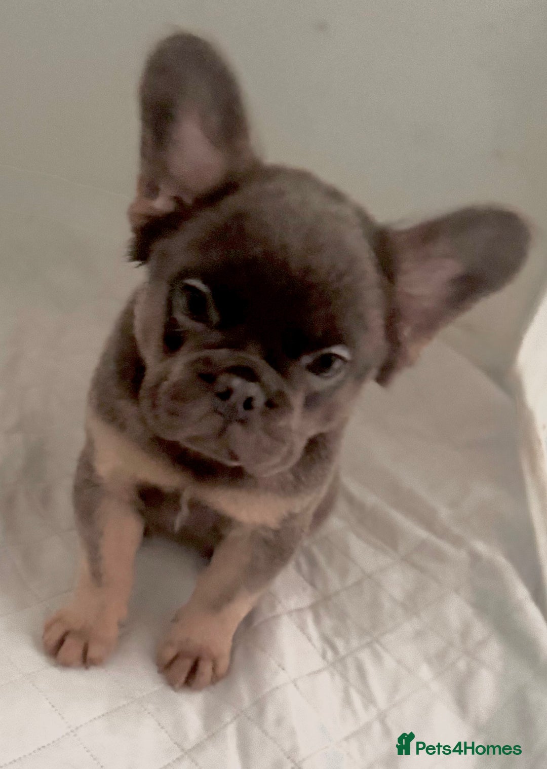 French Bulldog dogs for sale: Beautiful frenchie pups - Advert 6