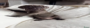 Cane Corso Puppy 2