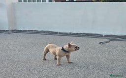French Bulldog dogs for sale: 8 years old lovely French bulldog - Image 6