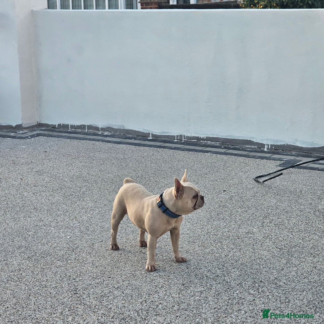 French Bulldog dogs for sale: 8 years old lovely French bulldog - Image 6