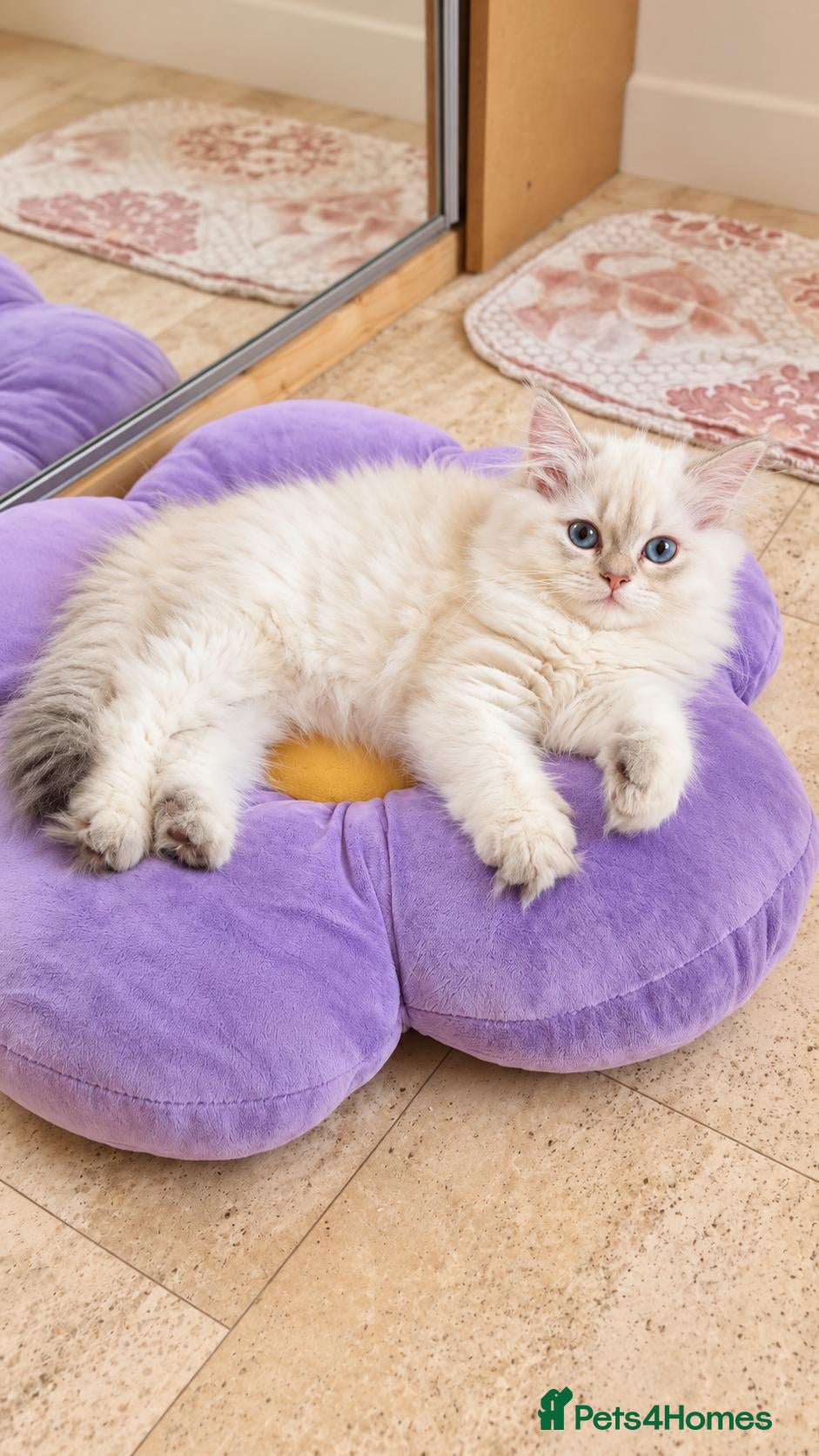 British Longhair cats British Longhair girl - Advert 15