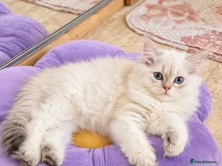 British Longhair cats British Longhair girl - Advert 15