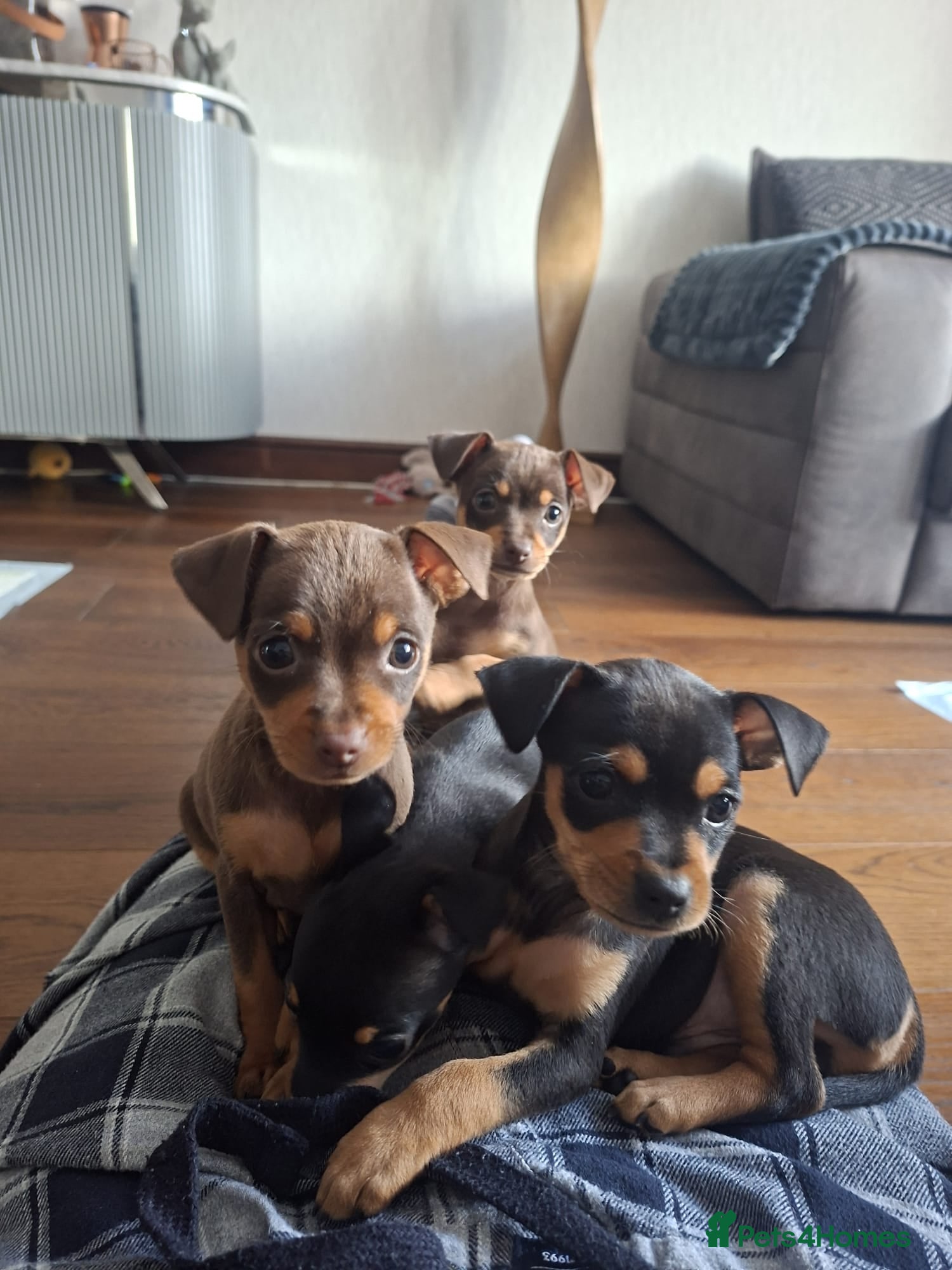 Mixed Breed dogs Miniature Pinscher x Russian Toy Terrier Puppies - Advert 17