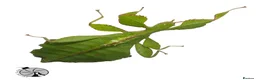Stick Insects invertebrates for sale: X2 LEAF INSECTS happy to ship :) - Advert 4