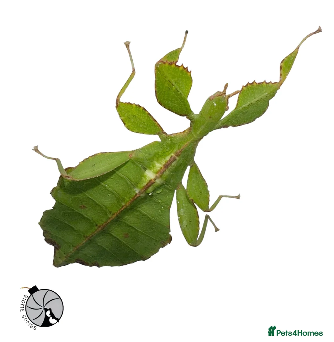 Stick Insects invertebrates for sale: X2 LEAF INSECTS happy to ship :) - Advert 4
