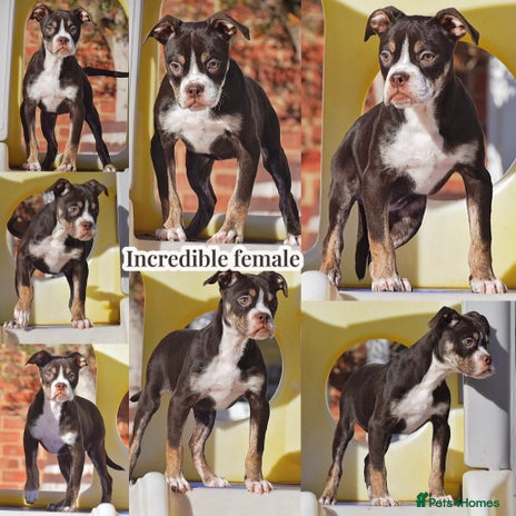 Olde English Bulldogge dogs COUNCIL APPROVED⭐️5 RATED. 23 YEARS EXPERIENCE - Advert 5