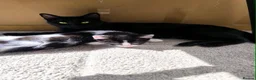 Mixed Breed cats for sale: Long hair kittens & short hair kittens ready now  - Advert 19
