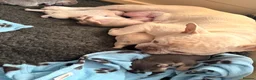 French Bulldog dogs for sale: Beautiful KC Registered French Bulldog Puppies 🐾 in Crawley - Advert 6