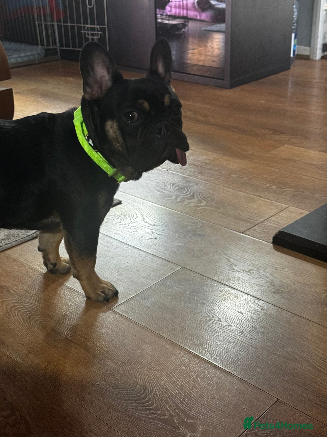 French Bulldog dogs for sale: Kylo needs a new home  - Image 6