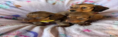 Dachshund 7