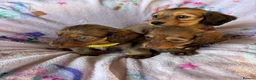 Dachshund dogs for sale: Dutch hound Puppys for sale - Advert 4