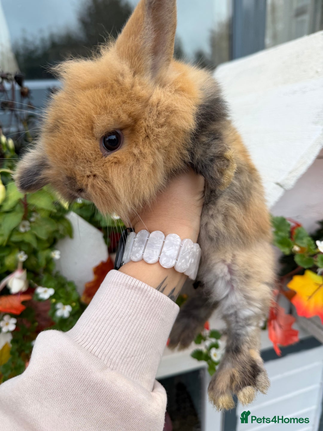 Mini Lop rabbits for sale: Lop & Lion head Rabbit  - Image 4