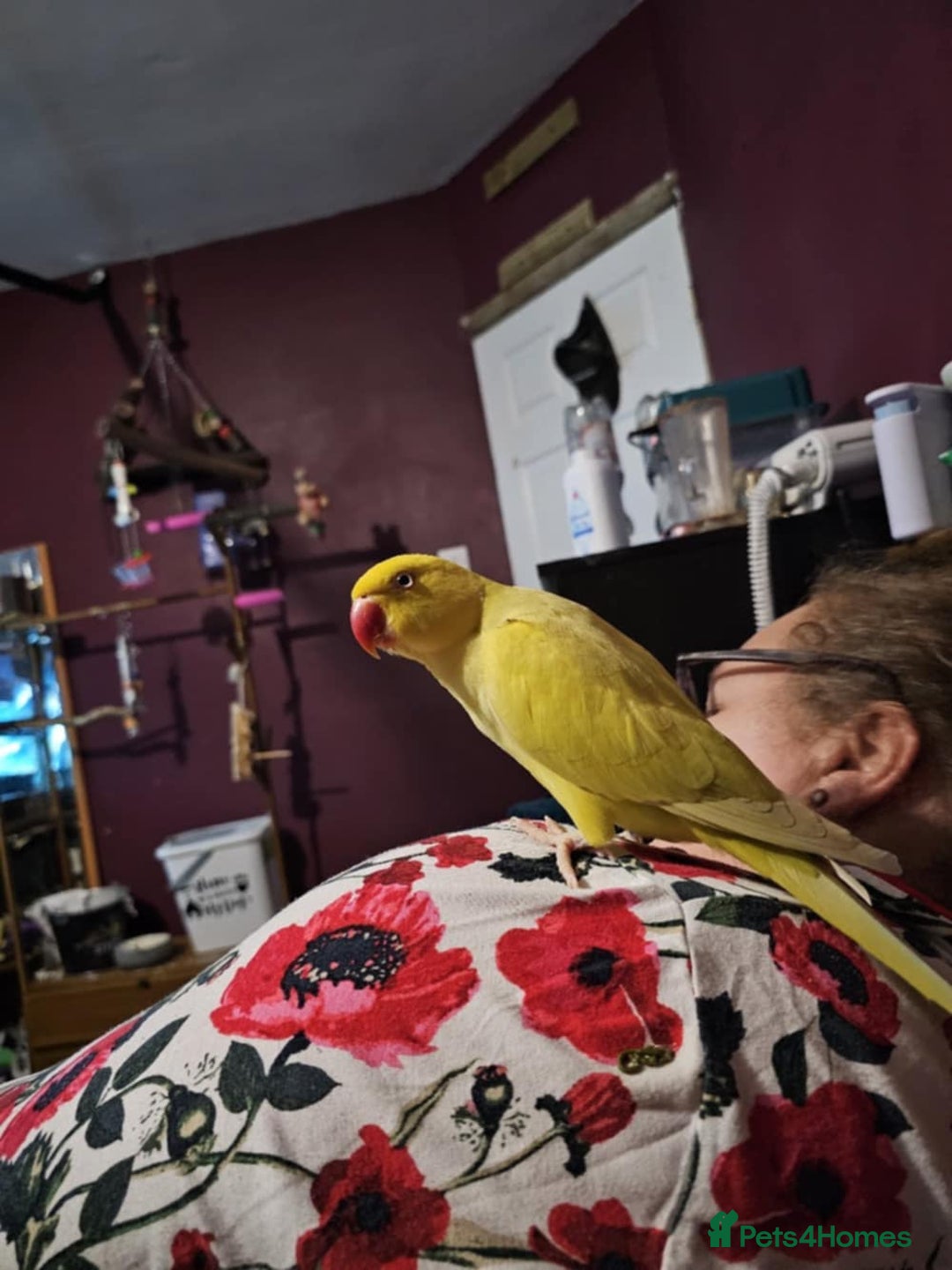 Ringnecks birds for sale: ringneck in Pontefract - Image 6