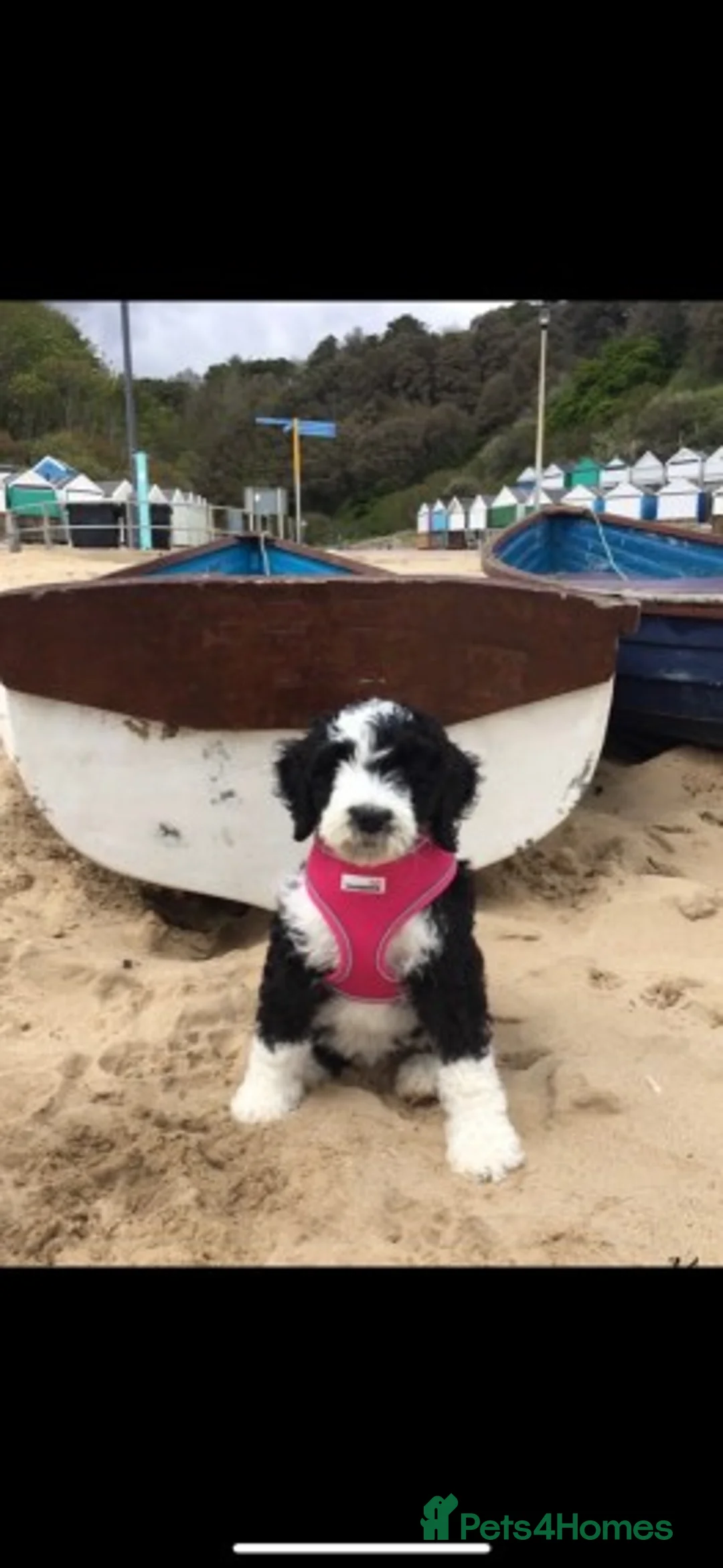 Standard Poodle dogs for stud: Standard party poodle in Marlborough - Advert 8