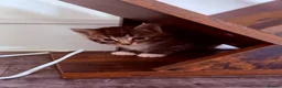 Mixed Breed cats for sale: Cute Kittens Ready for Loving Homes - Advert 13