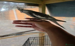 Cockatiels birds for sale: Silly hand tamed baby cockatiels for sale  - Image 17