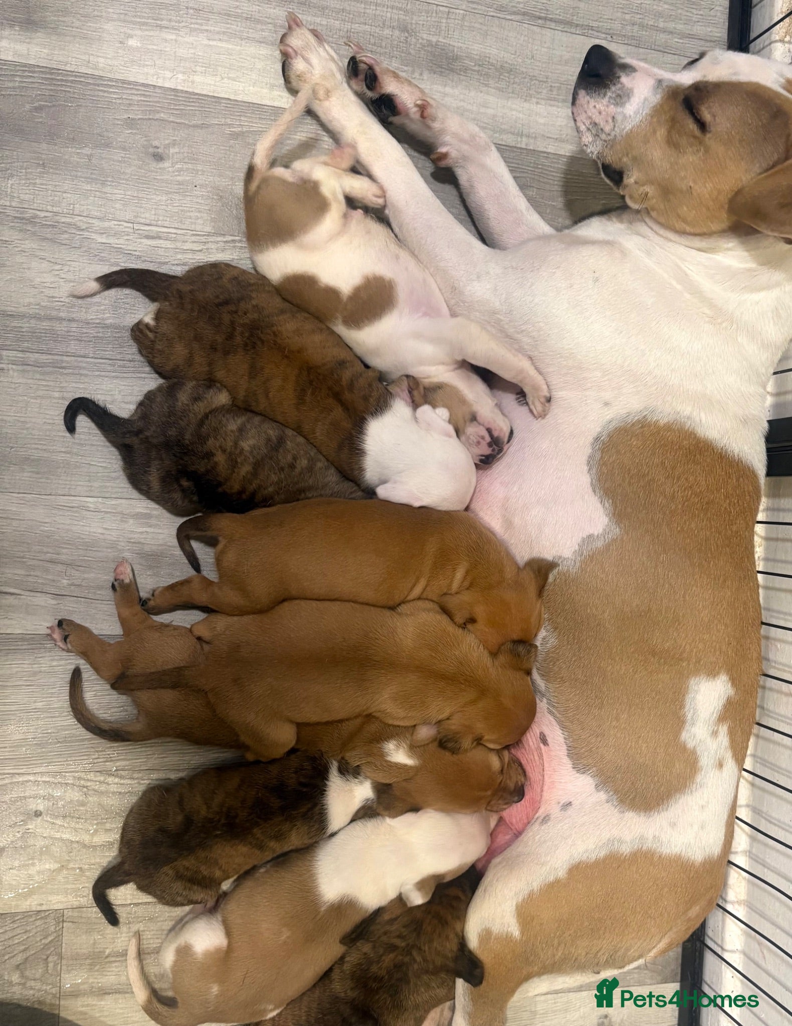 Staffordshire Bull Terrier dogs Stunning litter of Staffies  - Advert 2