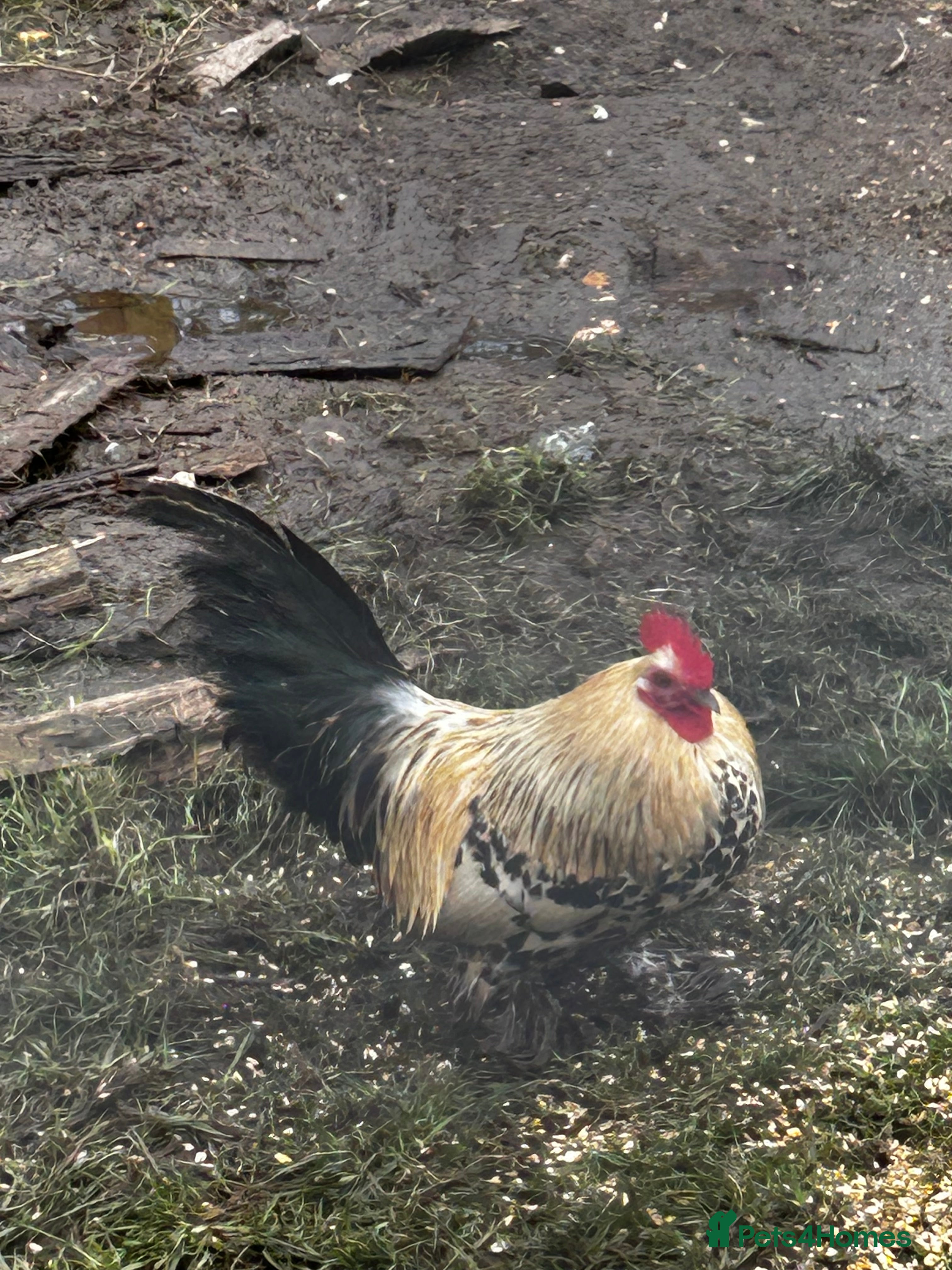 Chickens poultry Bantams cockerels  - Advert 1