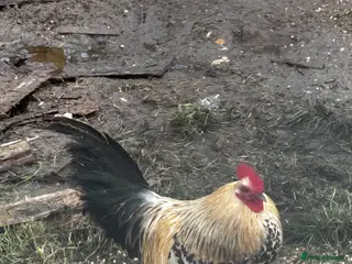 Chickens poultry Bantams cockerels - Advert 9