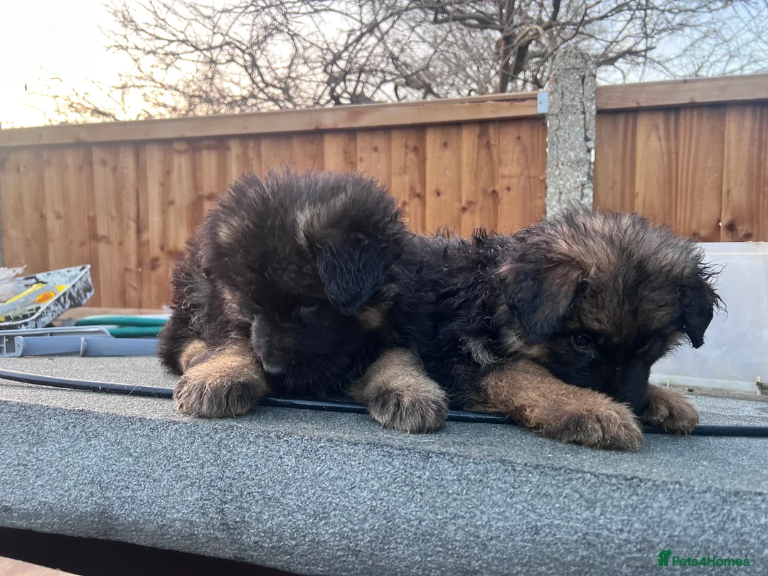 German Shepherd dogs for sale: German Shepherd puppies  - Advert 12
