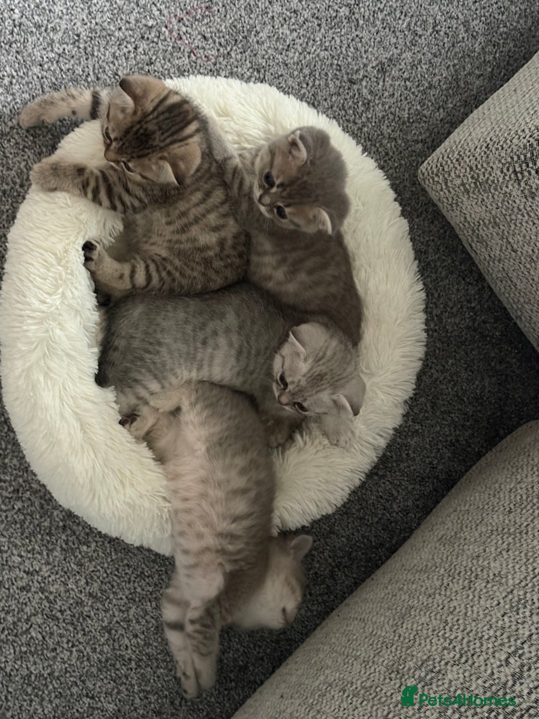 Scottish Fold cats for sale: Scottish fold kittens for sale - Advert 8