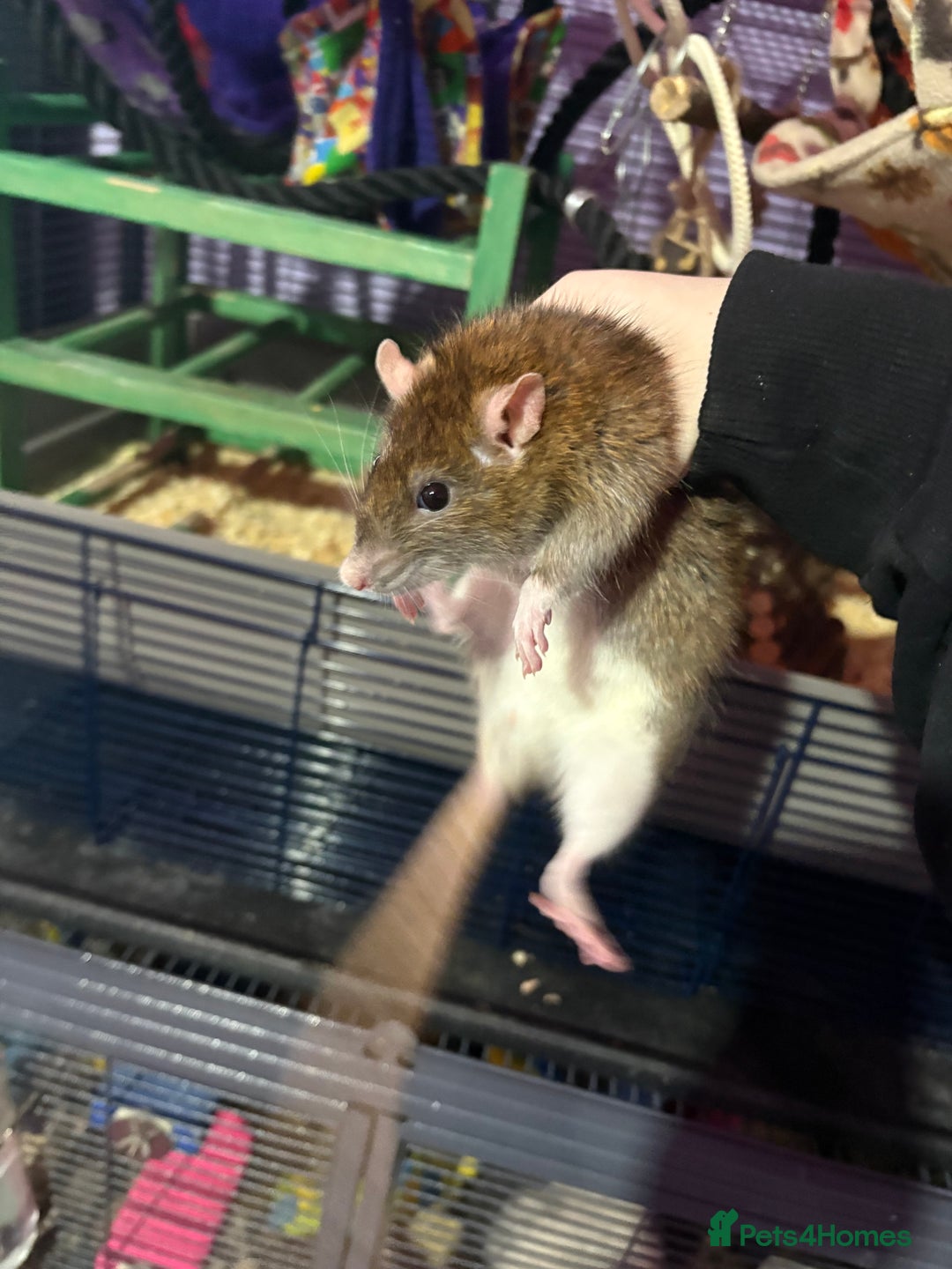 Rat rodents for sale: Ginger and summer  - Advert 7